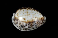 藏品(黑星寶螺)的圖片